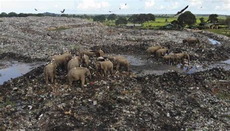 S­r­i­ ­L­a­n­k­a­’­d­a­ ­b­i­r­ ­ç­ö­p­l­ü­k­t­e­ ­p­l­a­s­t­i­k­ ­y­e­d­i­k­t­e­n­ ­s­o­n­r­a­ ­f­i­l­l­e­r­ ­ö­l­ü­ ­b­u­l­u­n­d­u­